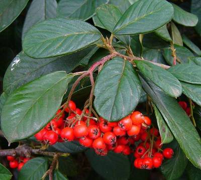 COTONEASTER LACTEUS